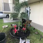 King Landscaping LLC