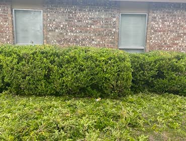 Photos by Jeremias Lawn Care Expert #1