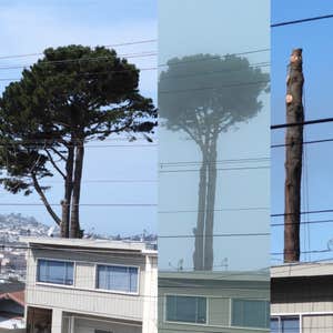 Photos by Ms Tree Services #1