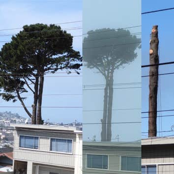 Photos by Ms Tree Services #1