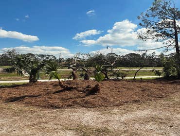 Photos by Arbobella Tree Service #1