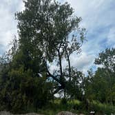 Greenbrier Tree Experts