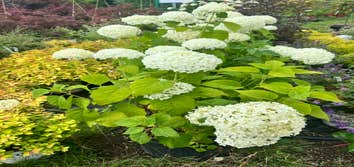 Planting
