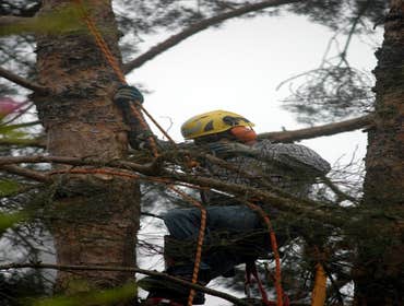 Trees Tree removed