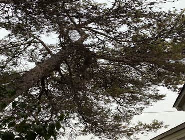 Photos by Crown Tree Service Longview #1