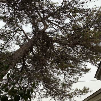 Photos by Crown Tree Service Longview #1