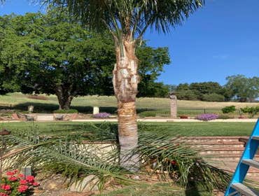 Photos by Camilo Tree Service #2