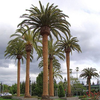 Palm Investments of Orlando LLC (aka P.I.O.) logo