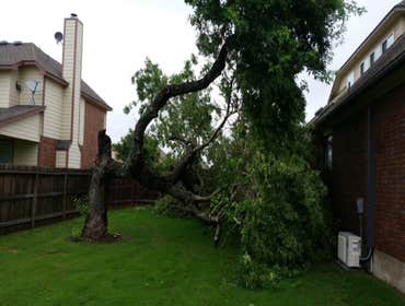 Photos from South Texas Tree of Life Tree S.Tx Tree of Life Tree Service