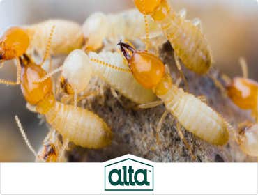 Photos by Alta Pest Control #1