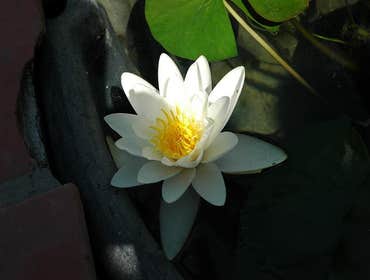 Photos by Santa Barbara Koi #1