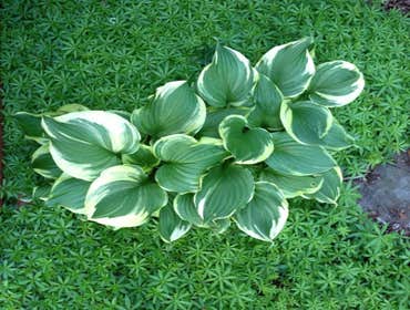 Shade gardening