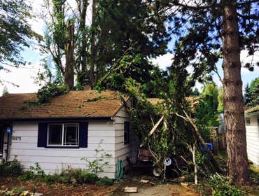 Blooma Tree Experts LLC