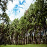 Norman Ok Tree Service