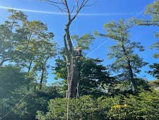 Maple Tree Removal