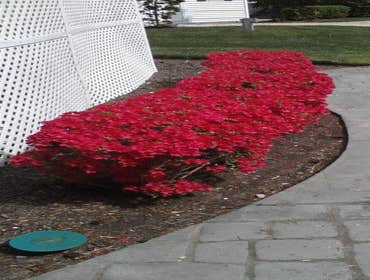 Photos by Mendoza Landscaping LLC #1