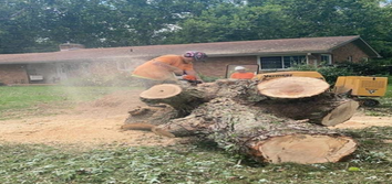 Next Level Tree Care