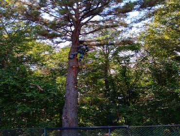 Photos by Master Tree Service LLC #7