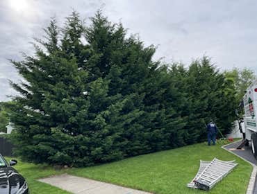 Trimming around and shaping Leyland Cypress ?✂️
