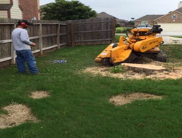 Photos from South Texas Tree of Life Tree S.Tx Tree of Life Tree Service