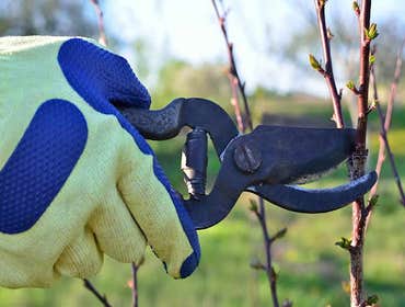 Photos by Woodchuck's Arbor Care #1