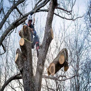 Photos by Nottingham Tree Surgeons #1