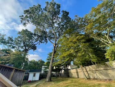 Photos by American Pride Tree Experts & Landscaping Inc #43