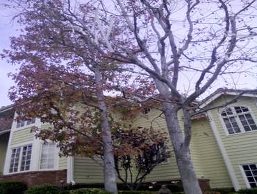 Tree Services