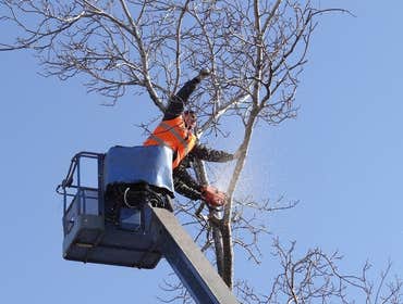 Photos by Greenwood Tree Service #1