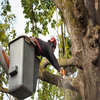 Photos by the First State Tree Service #1