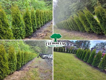 Photos by Evergreens Nursery Trees LLC #5