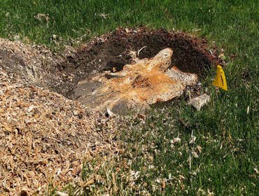 Photos by Superior Stump Grinding #1