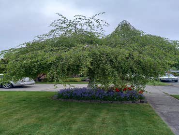 Photos by New Landscape LLC #5