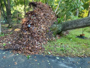 Photos by Carlos Tree Service #10
