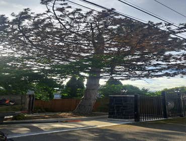 Tree Service