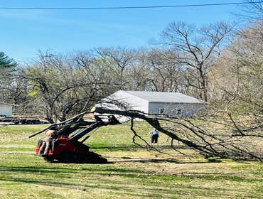 Photos by Yandi's Tree Service #11