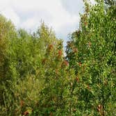 Photos by Tri-city Tree Services #1