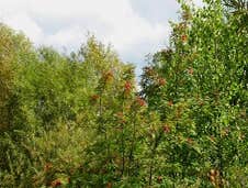 Photos by Tri-city Tree Services #1