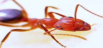 Photos by Ampro Pest Control #1