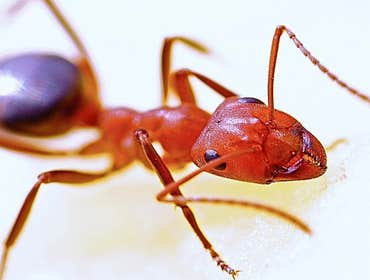 Photos by Ampro Pest Control #1