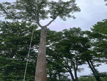 Photos by Dominguez Tree Service LLC #10