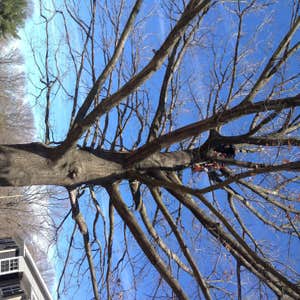 Tree trimming