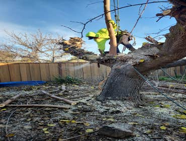 Photos by Pro M Tree Service #35