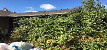 Blackberry Cleanup