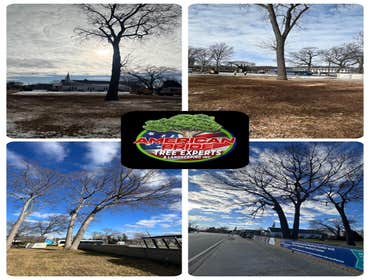 Photos by American Pride Tree Experts & Landscaping Inc #75