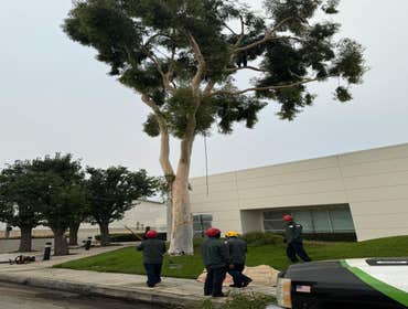 Photos by California Green Tree Care #1