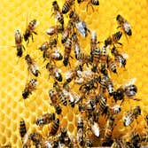 Invicta Pest Control