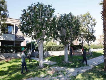 Photos by California Green Tree Care #1
