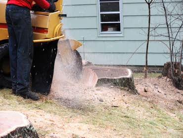 Photos by Lumberjack Jake’s South Florida Tree Service #1