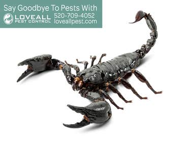Termite-Pest Control Termite-Pest Control Service